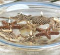 Seashell & Seahorse 9-Pc Floater Set - 9-Pc Set