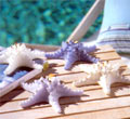 Starfish Candles - Blue