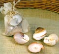 Wax Filled 6-Pc Shell Candles - 6-Pc Set