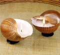 Brown Tun Wax Filled Shell