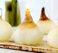 Lily Bulb Candles