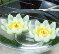 Lotus Flower 2-Pc Floater Set - 2-Pc Set