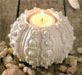 Mollusk Tealight Candle Holder