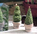 Topiary Candle 2-Pc Set - 2-Pc Set